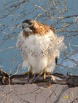 Red tailed Hawk